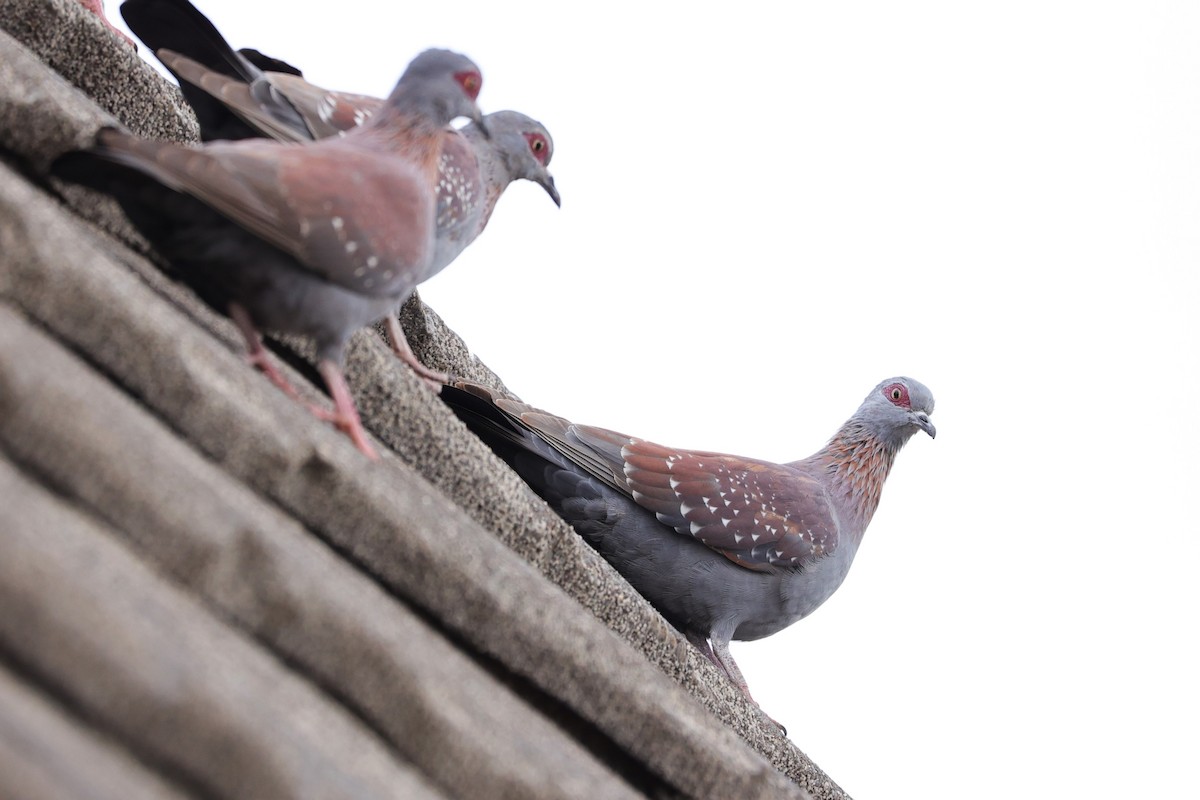 Speckled Pigeon - ML645830696