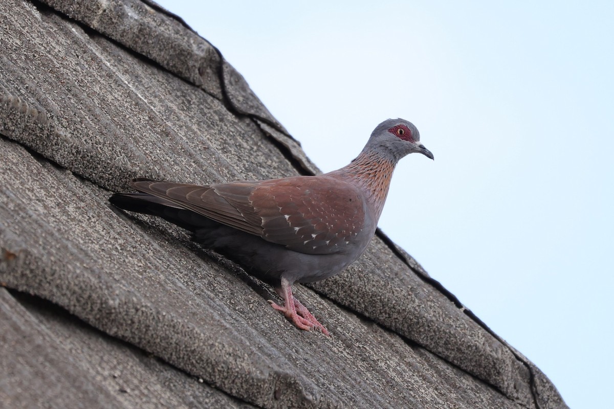 Speckled Pigeon - ML645830697