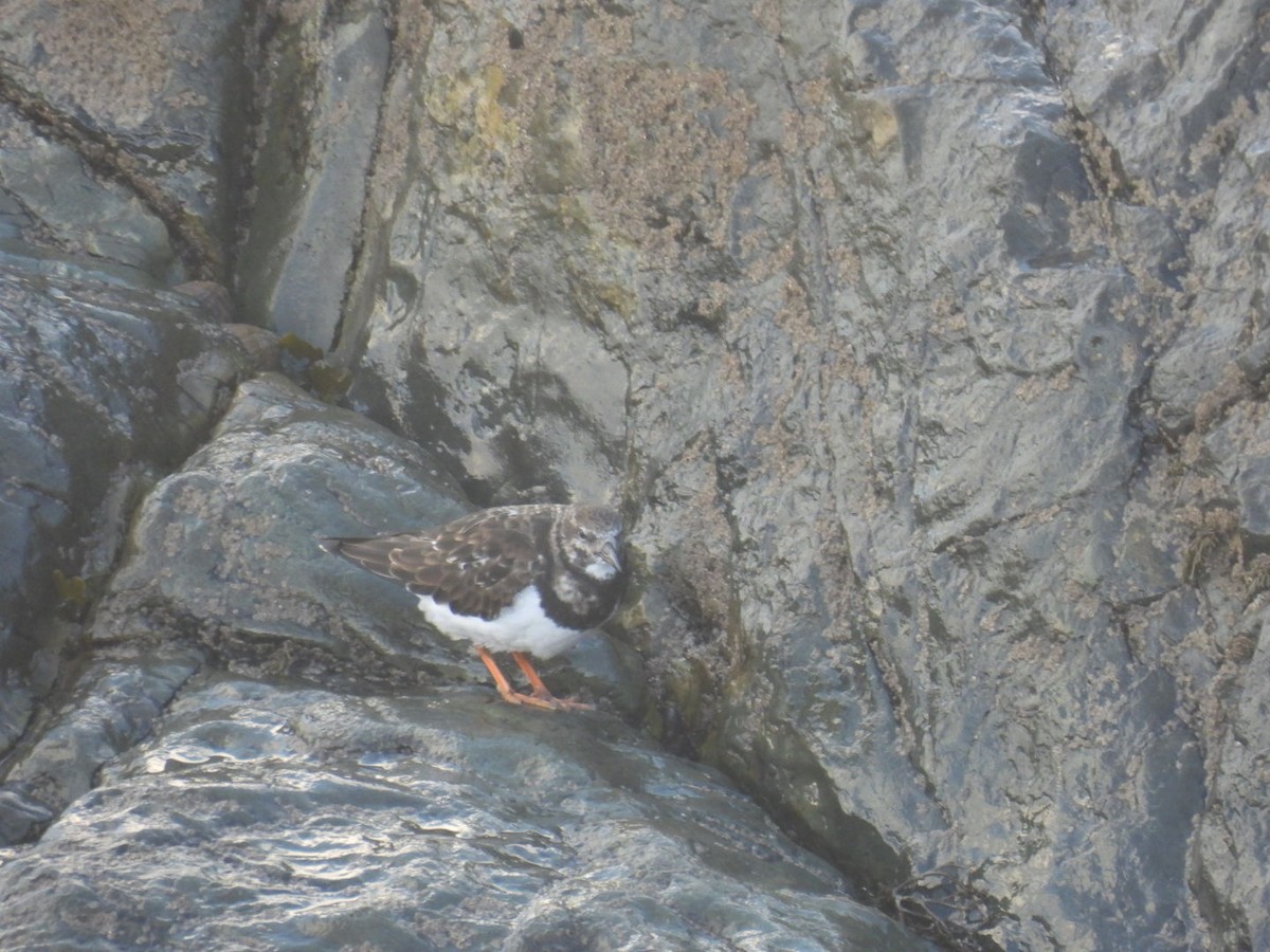 Ruddy Turnstone - ML645830698