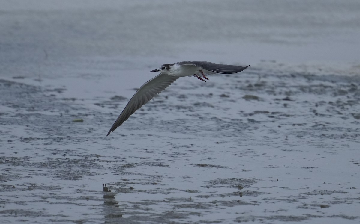 White-winged Tern - ML645830699