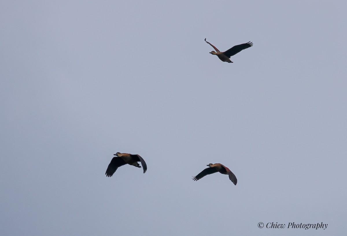 Wandering Whistling-Duck - ML645830700