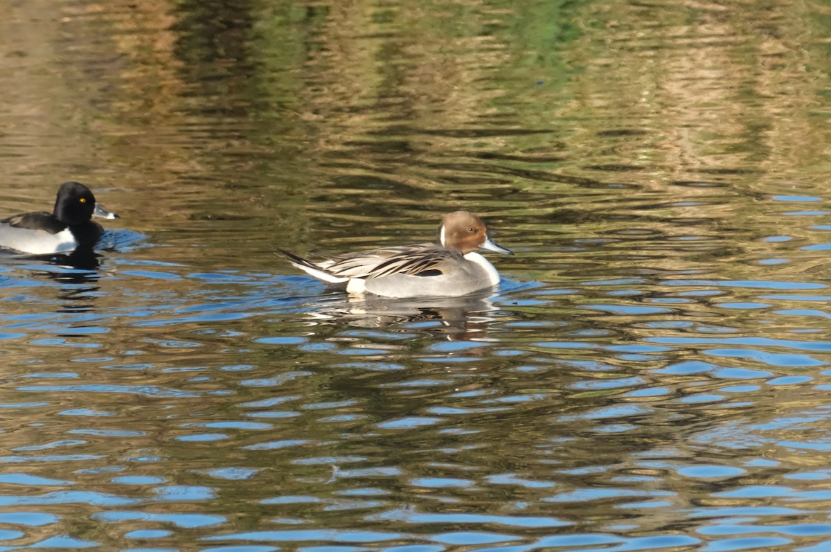 Northern Pintail - ML645830702