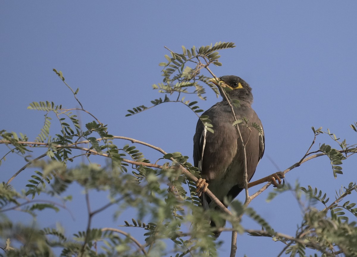Common Myna - ML645830704