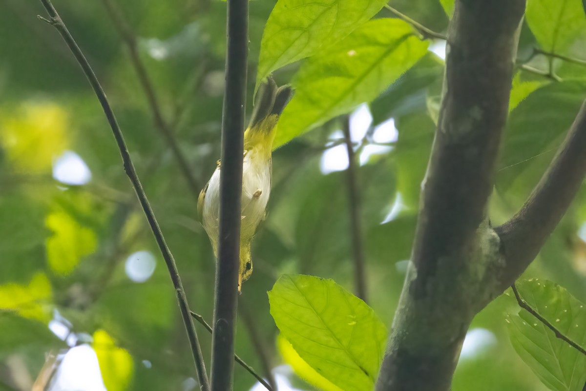 Yellow-vented Warbler - ML645830705