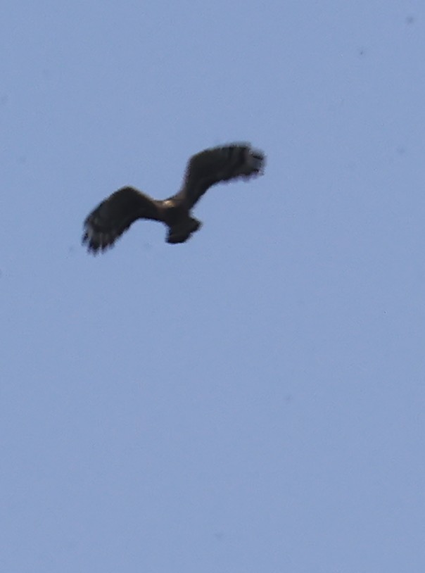 Crested Serpent-Eagle - ML645830706