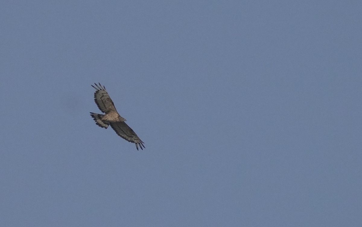 Oriental Honey-buzzard - ML645830707