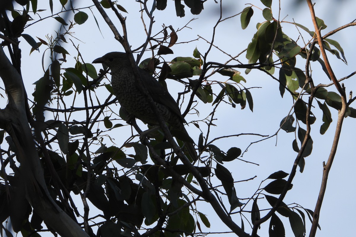 Satin Bowerbird - ML645830708