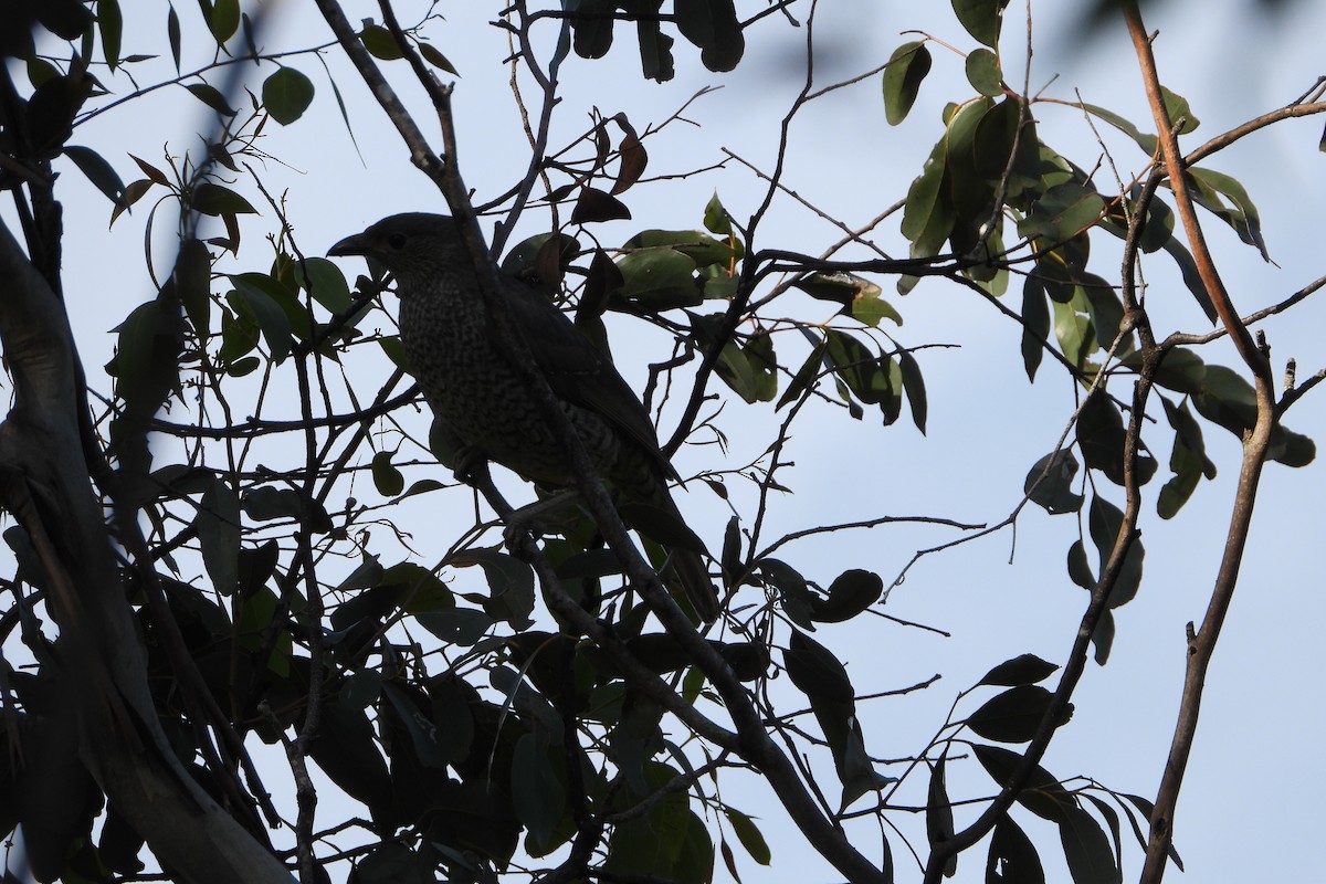 Satin Bowerbird - ML645830709