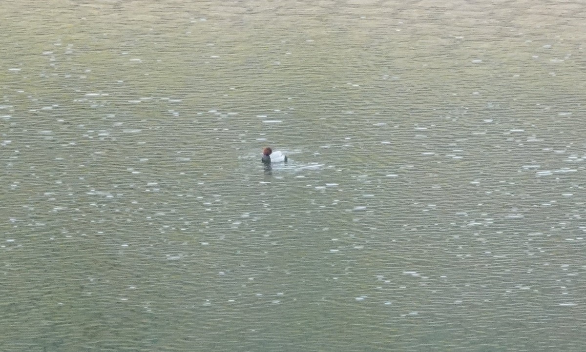 Common Pochard - ML645830710