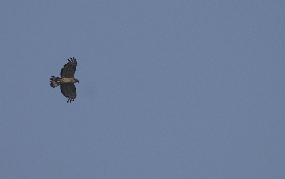Oriental Honey-buzzard - ML645830711
