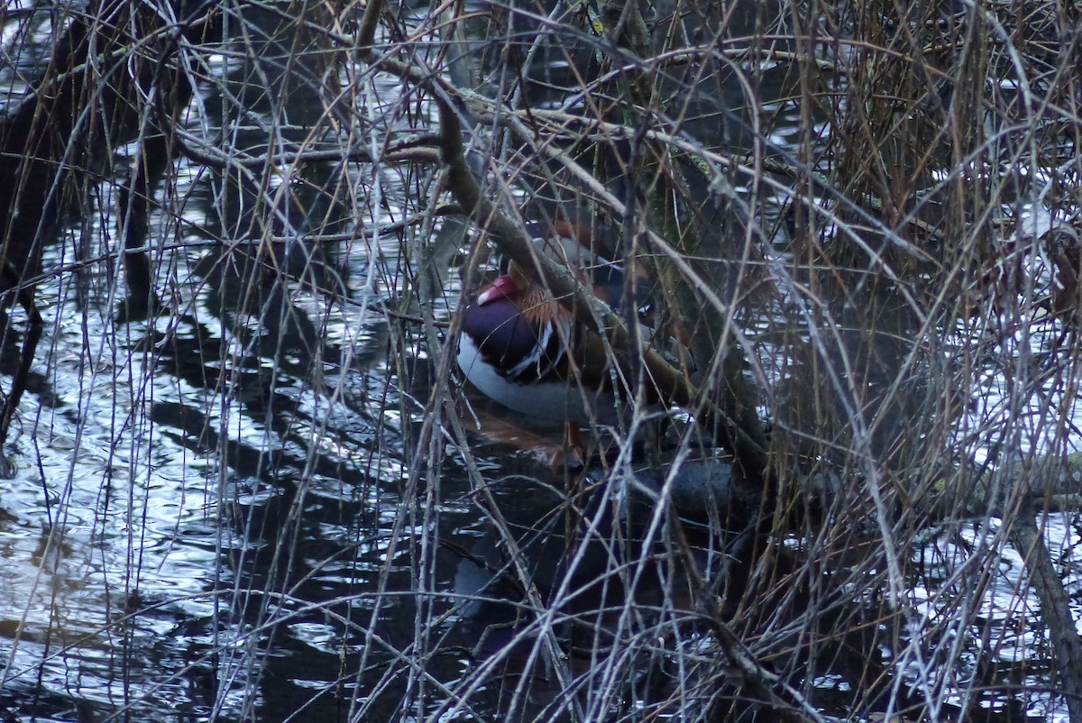 Mandarin Duck - ML645830712