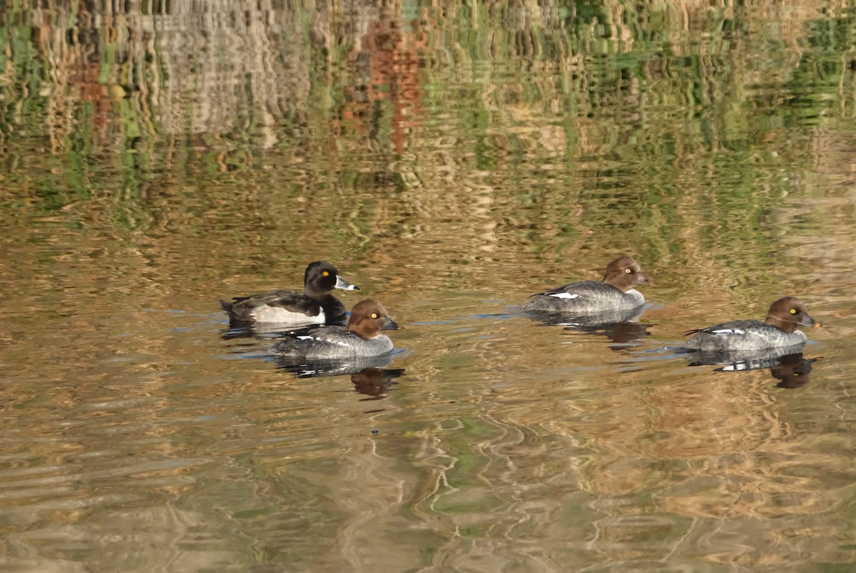 Ring-necked Duck - ML645830713