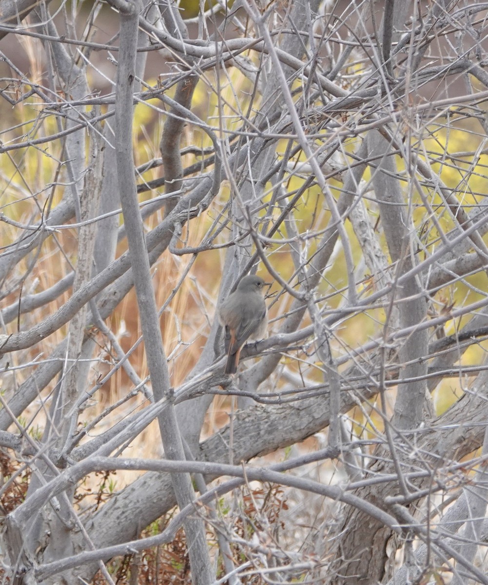 Black Redstart - ML645830714