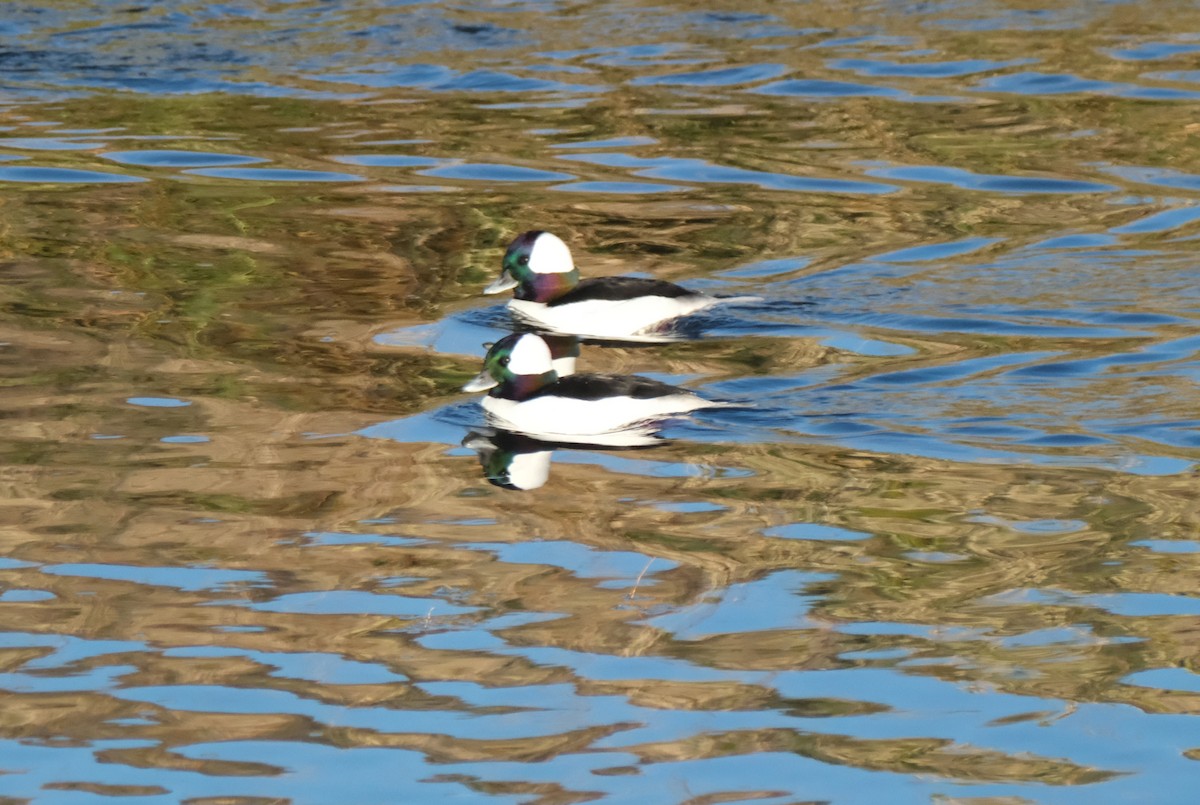 bøffeland - ML645830717