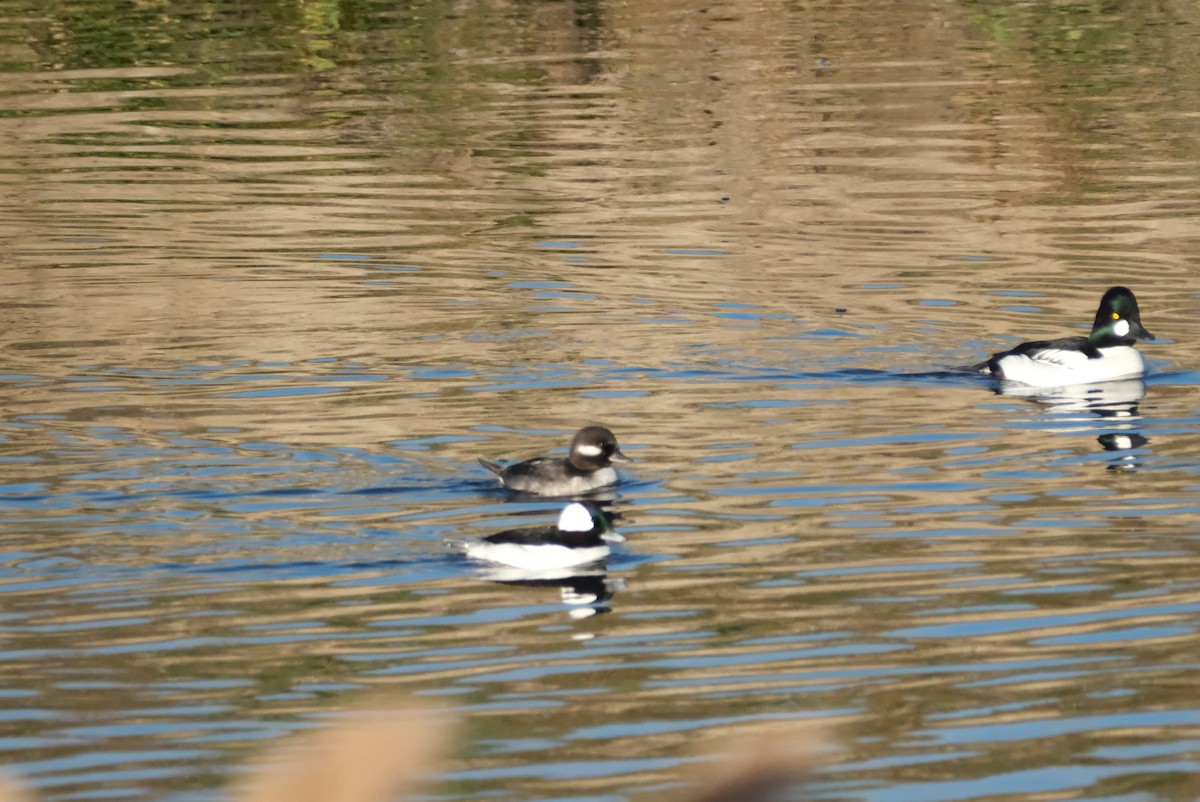 bøffeland - ML645830718