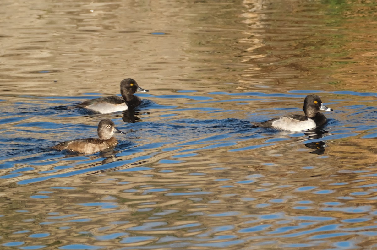 ringand - ML645830720