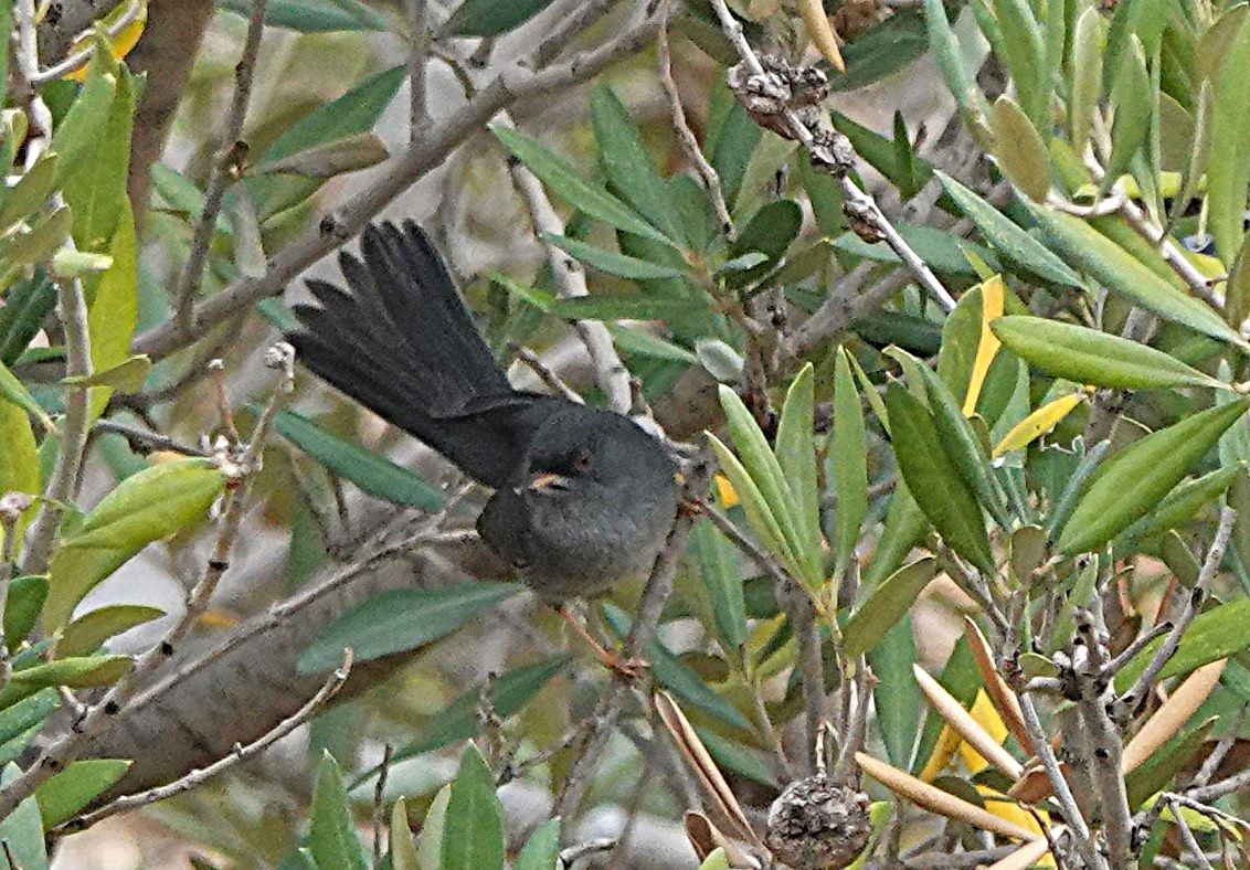 Marmora's Warbler - ML645830726