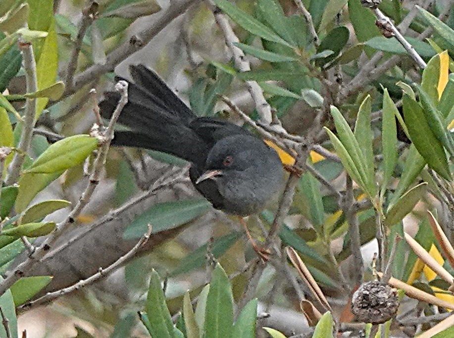 Marmora's Warbler - ML645830727