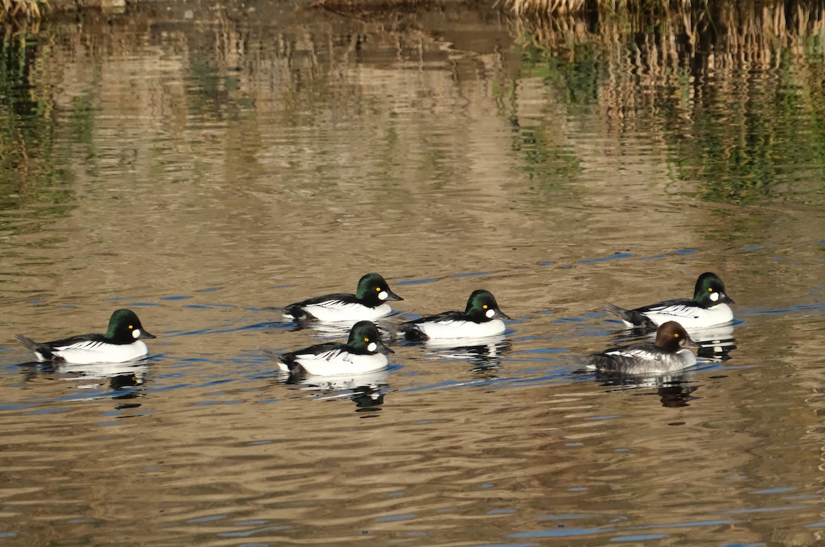 kvinand - ML645830729