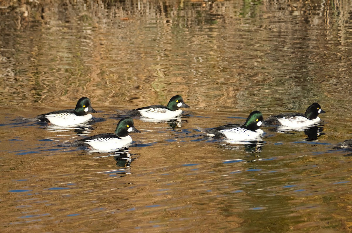 kvinand - ML645830730