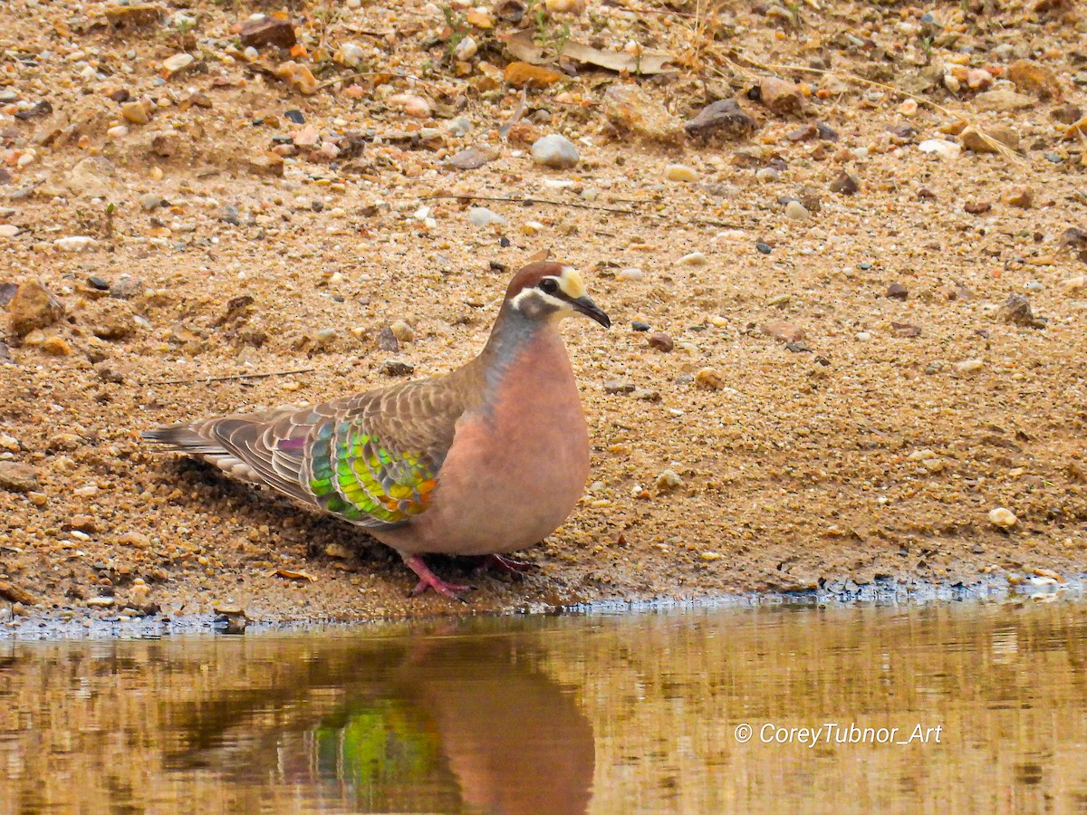 Common Bronzewing - ML645830731