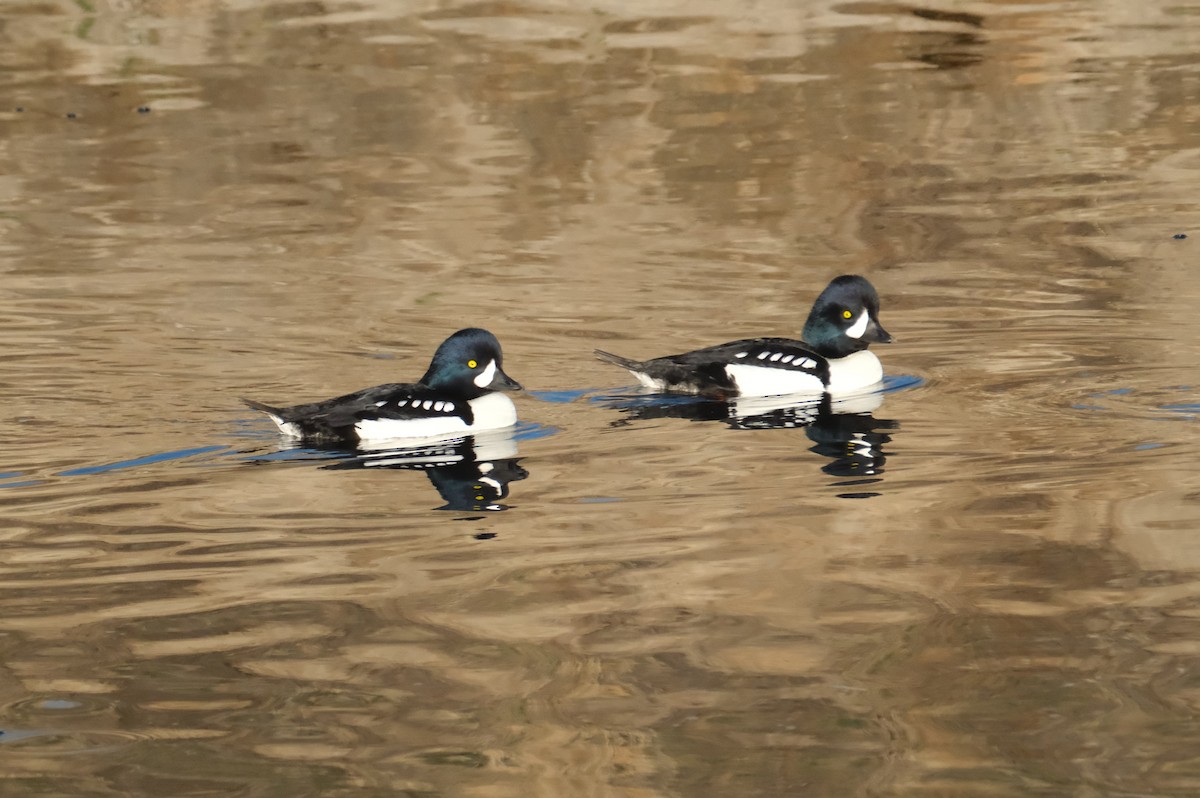 islandsand - ML645830732