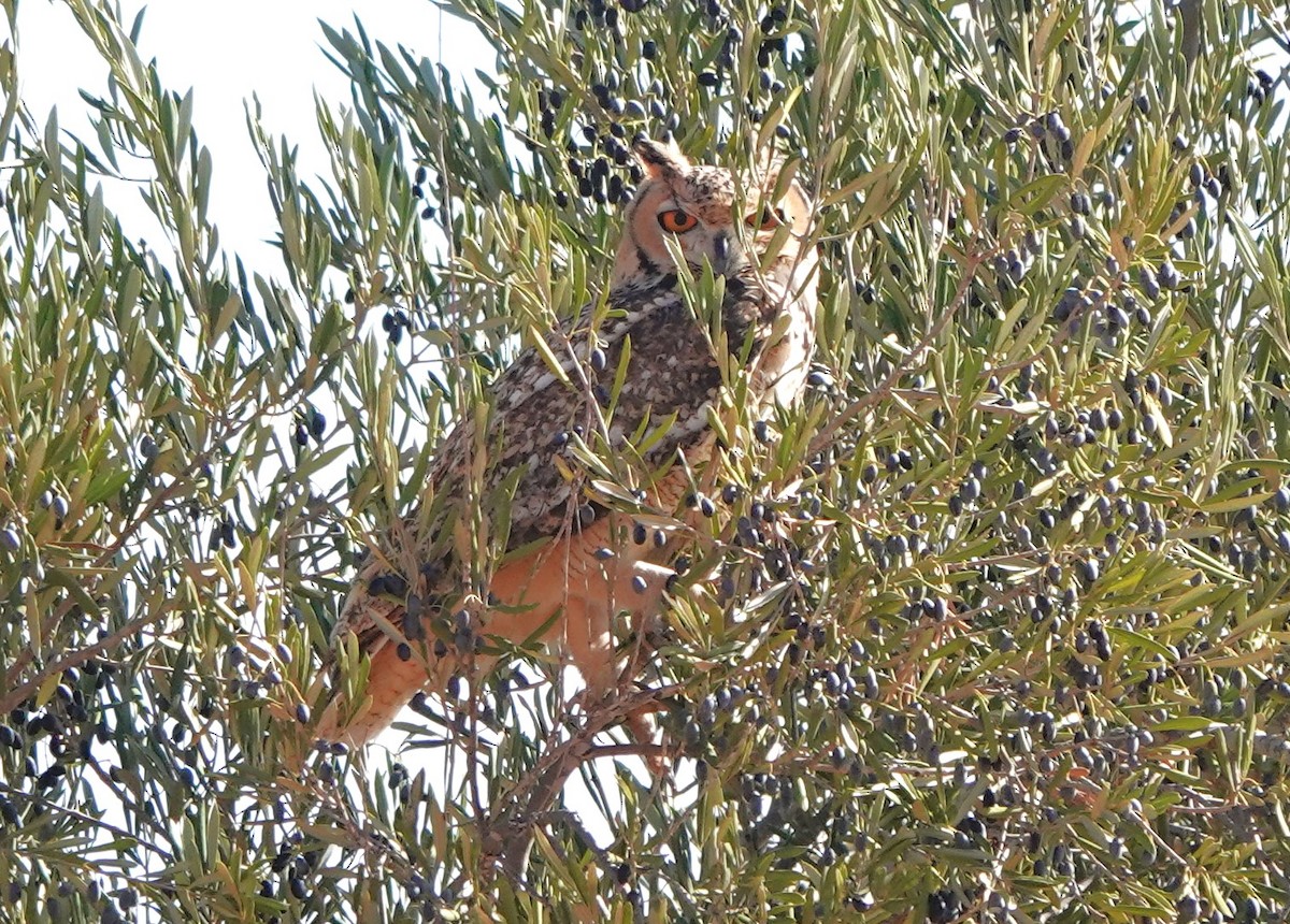 Пугач пустельний - ML645830734