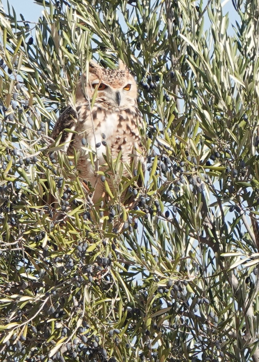 Пугач пустельний - ML645830735