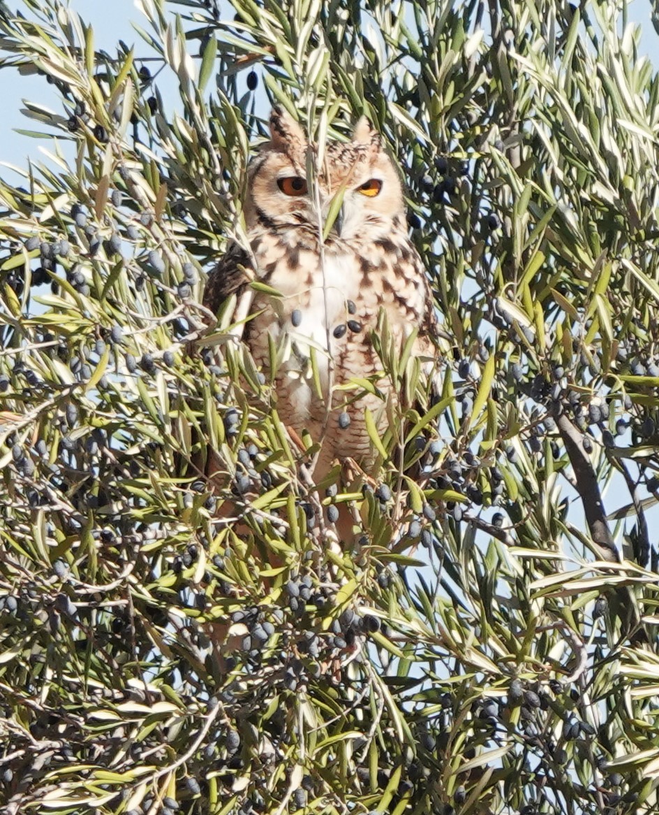 Пугач пустельний - ML645830736