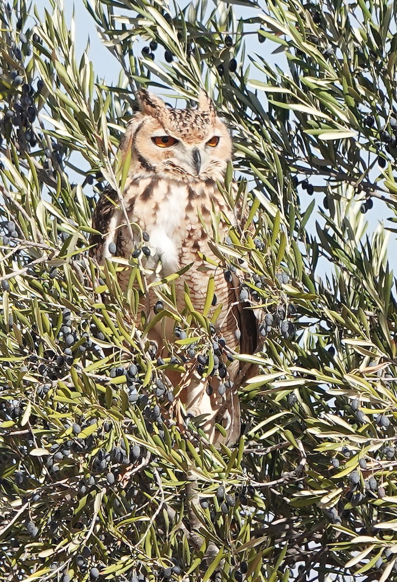 Пугач пустельний - ML645830737