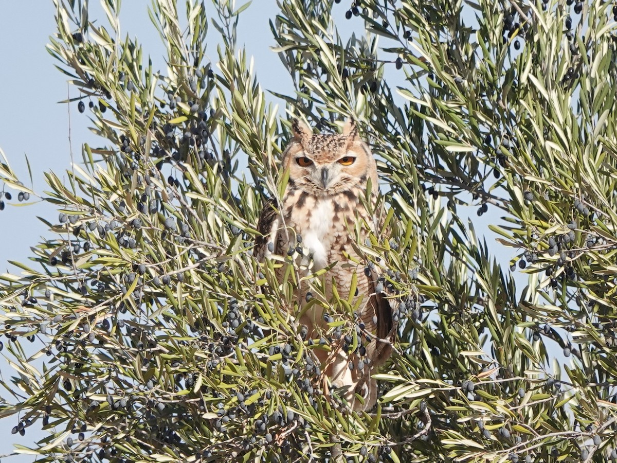 Пугач пустельний - ML645830738