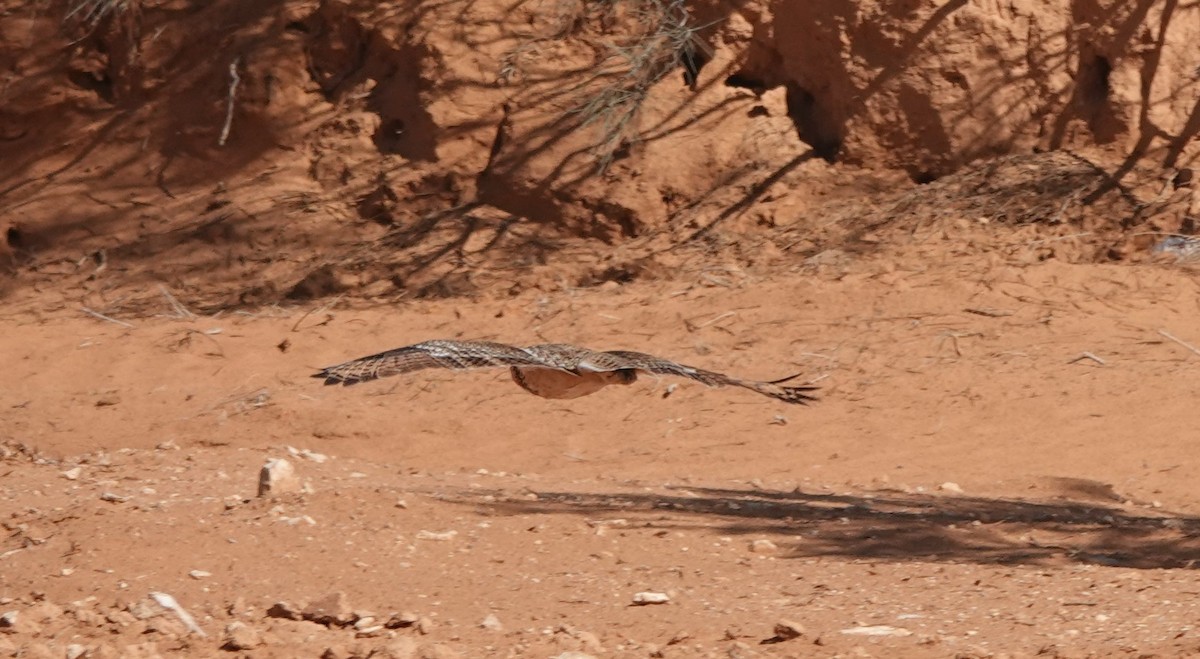 Пугач пустельний - ML645830739