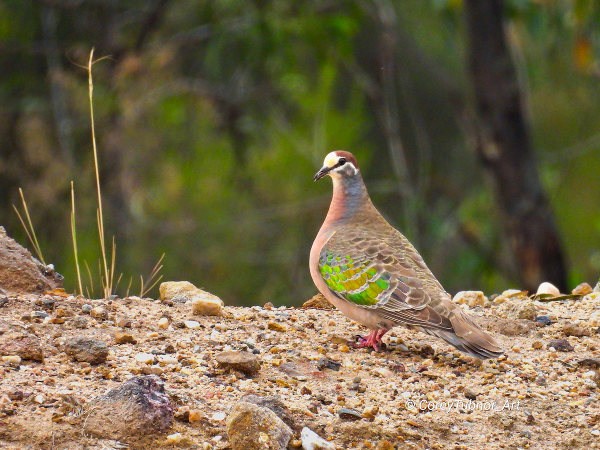 Common Bronzewing - ML645830742