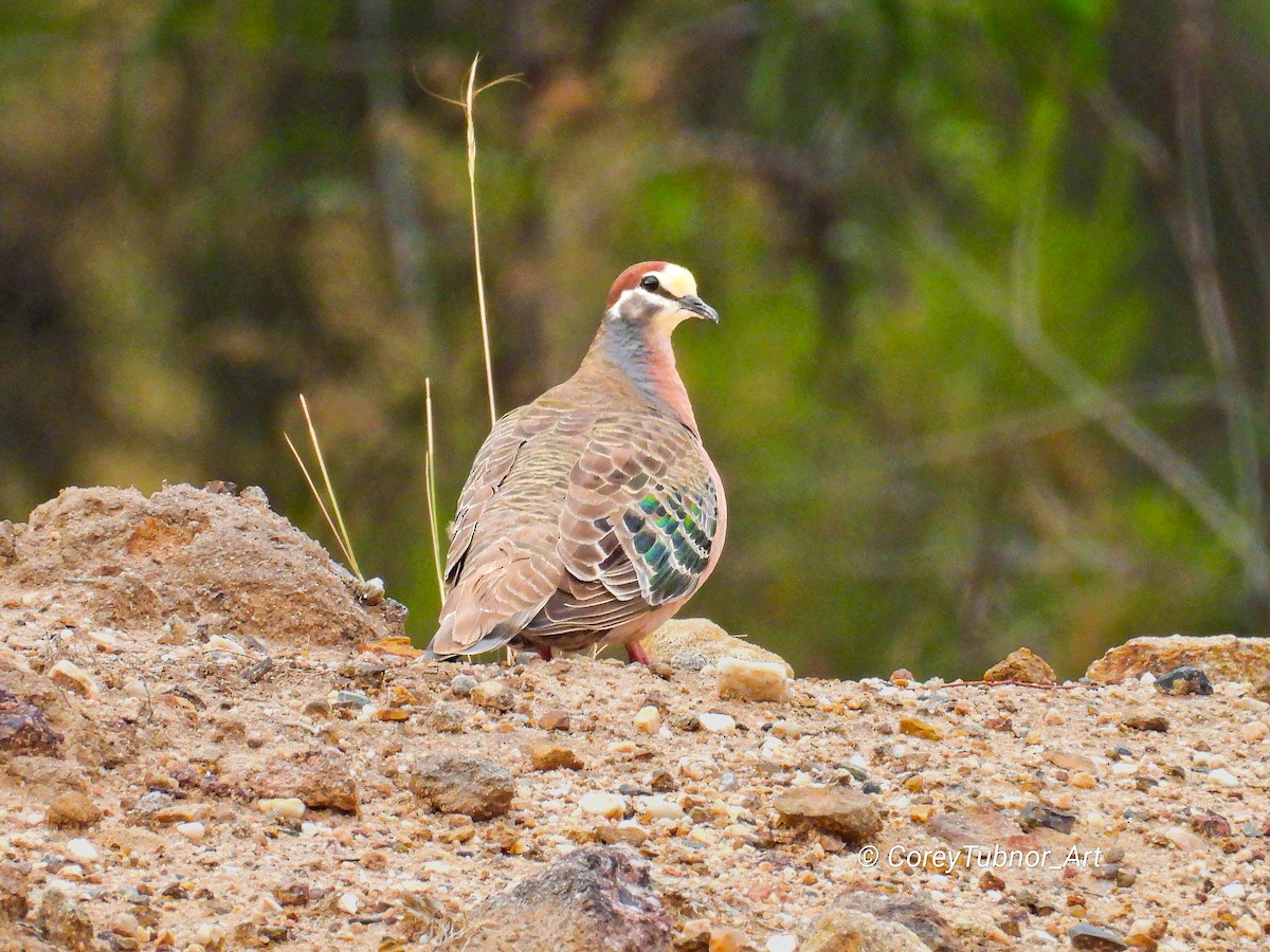 Common Bronzewing - ML645830743