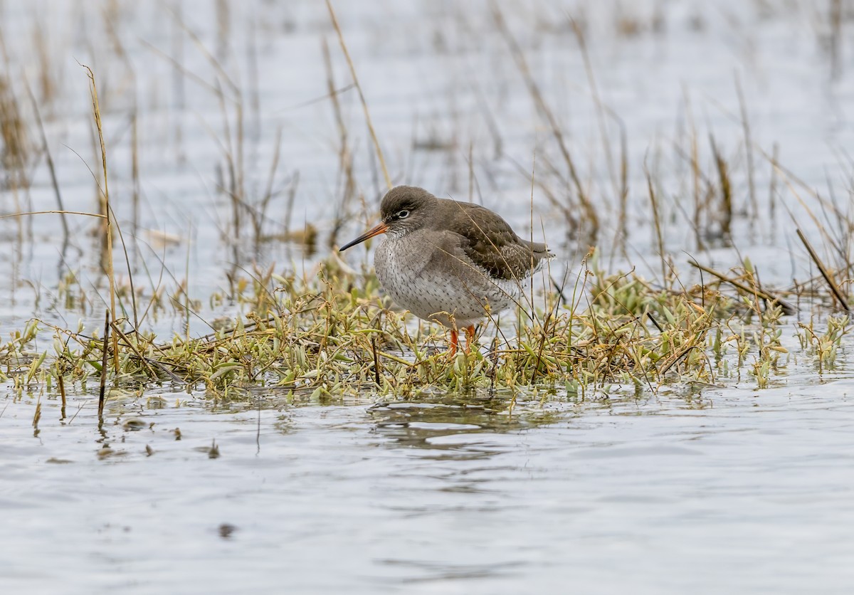 Kızılbacak - ML645830745