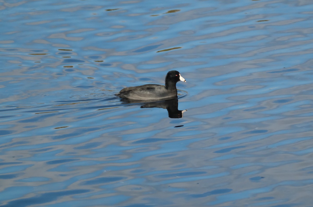 amerikasothøne - ML645830747