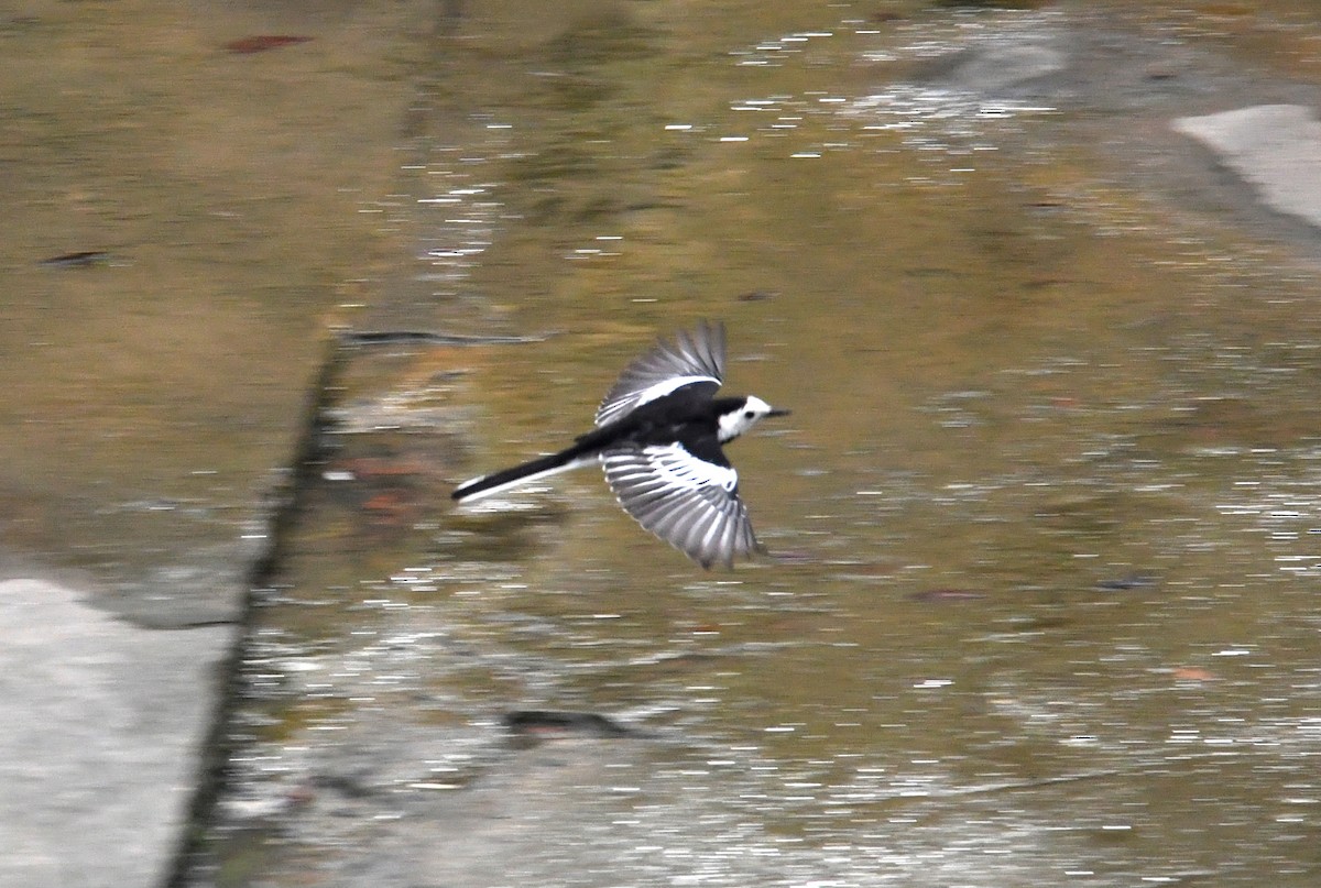 Bergeronnette grise - ML645830756