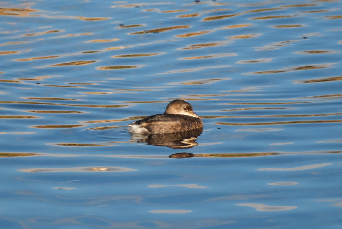 ringnebbdykker - ML645830757