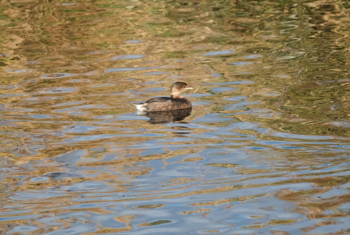 ringnebbdykker - ML645830758