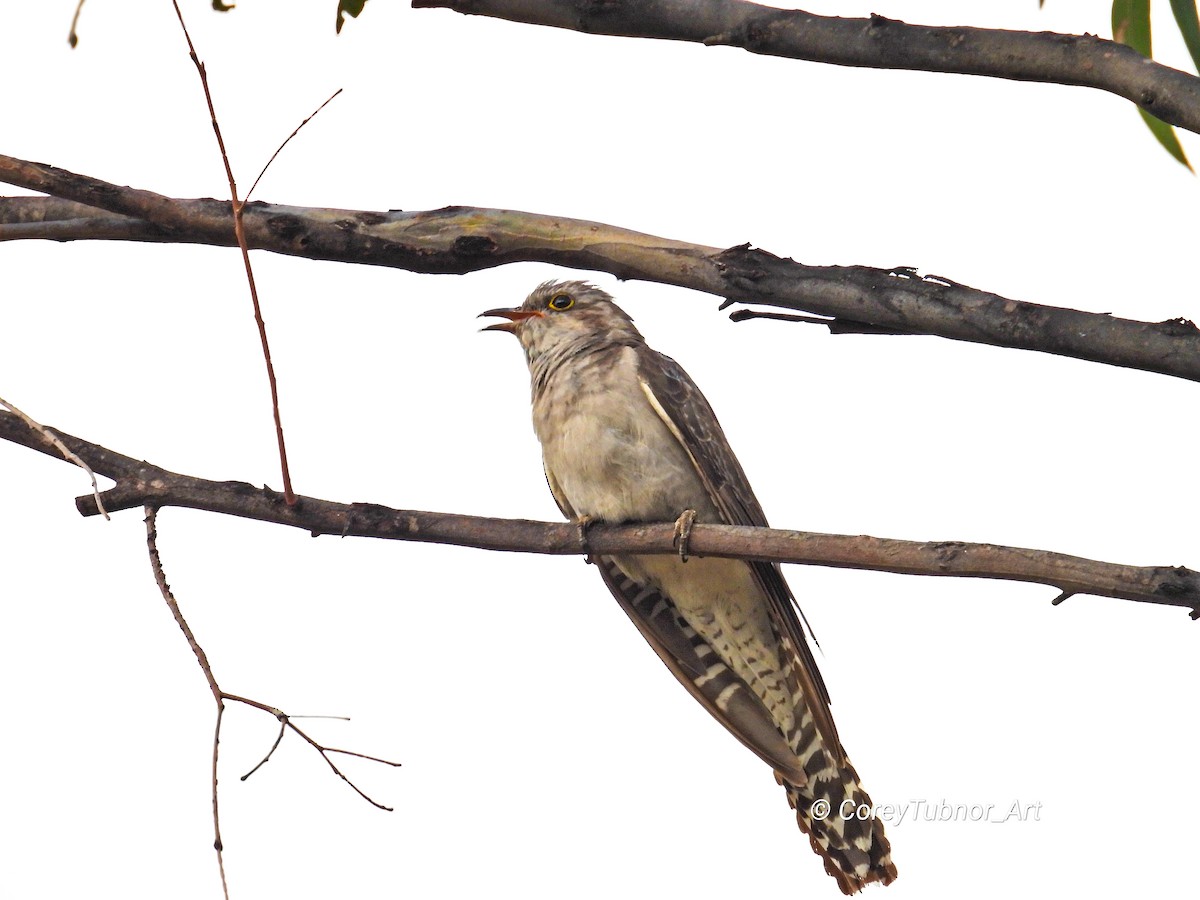 Pallid Cuckoo - ML645830762