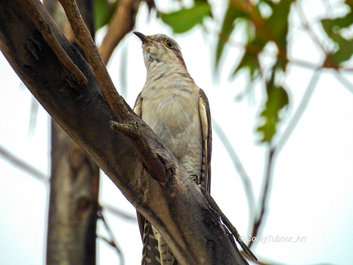 Pallid Cuckoo - ML645830763