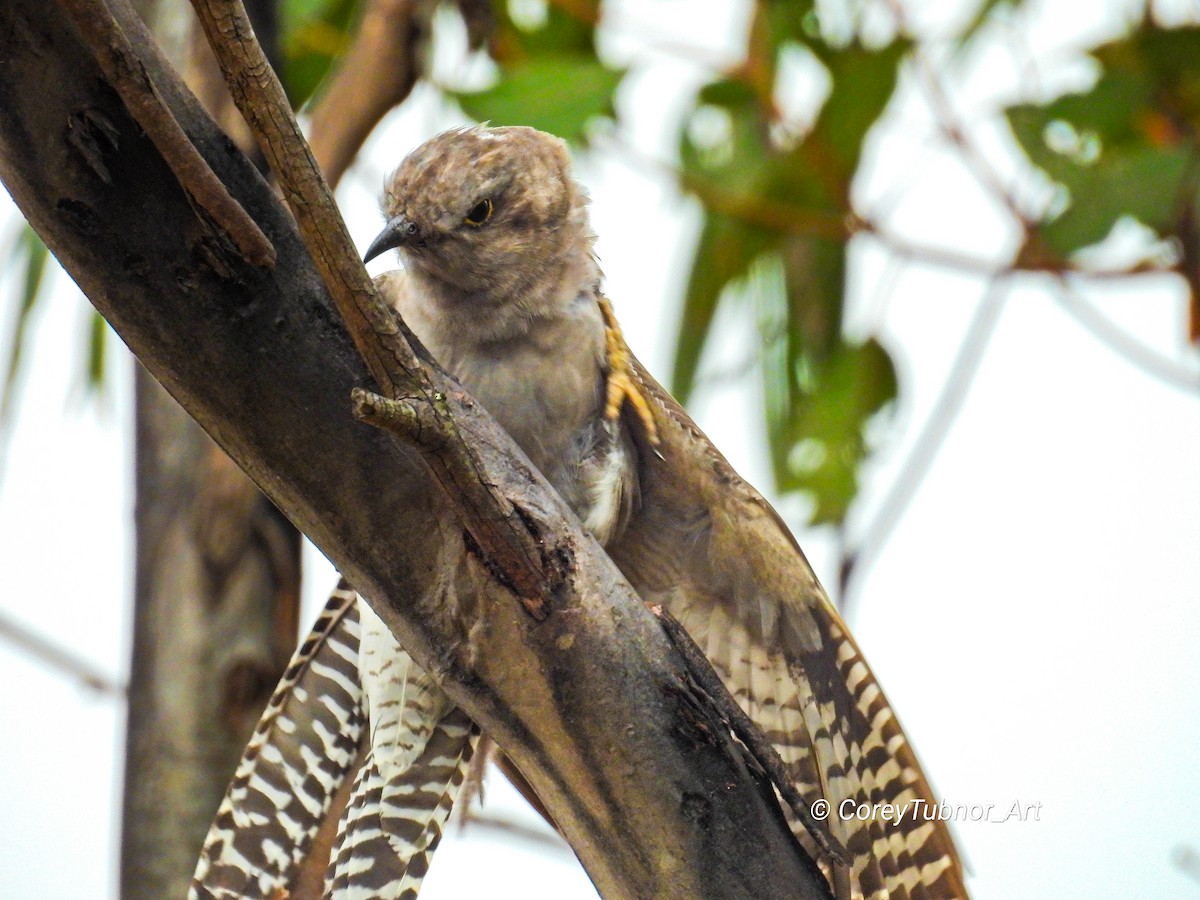 Pallid Cuckoo - ML645830764