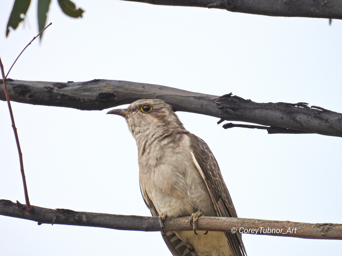 Pallid Cuckoo - ML645830765