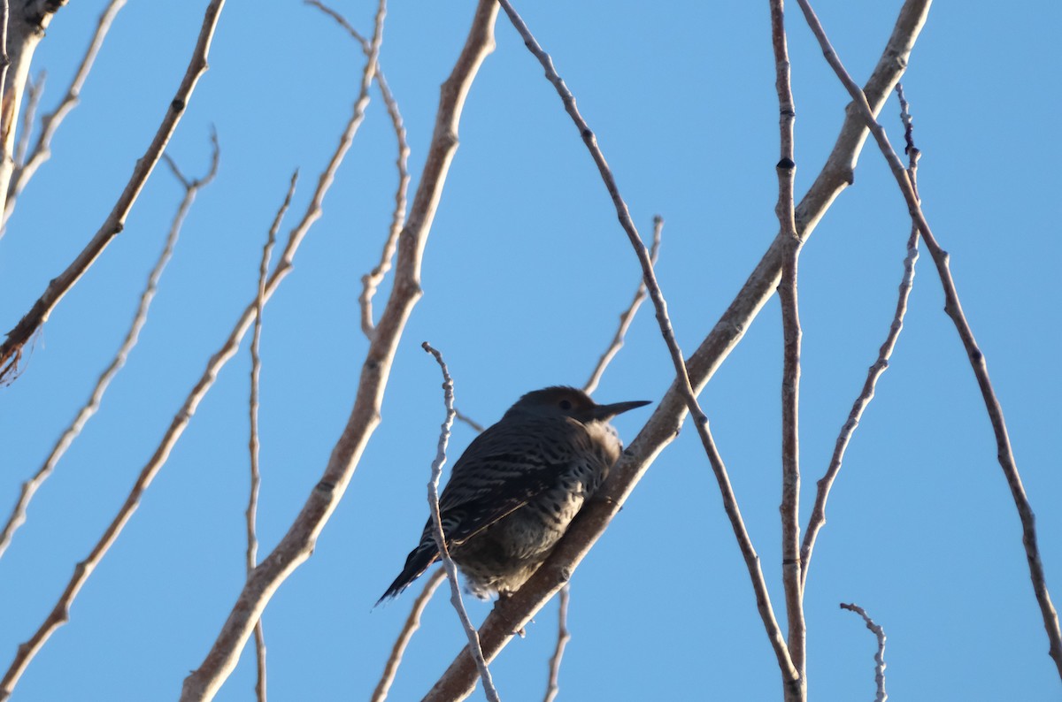 gullspett - ML645830777