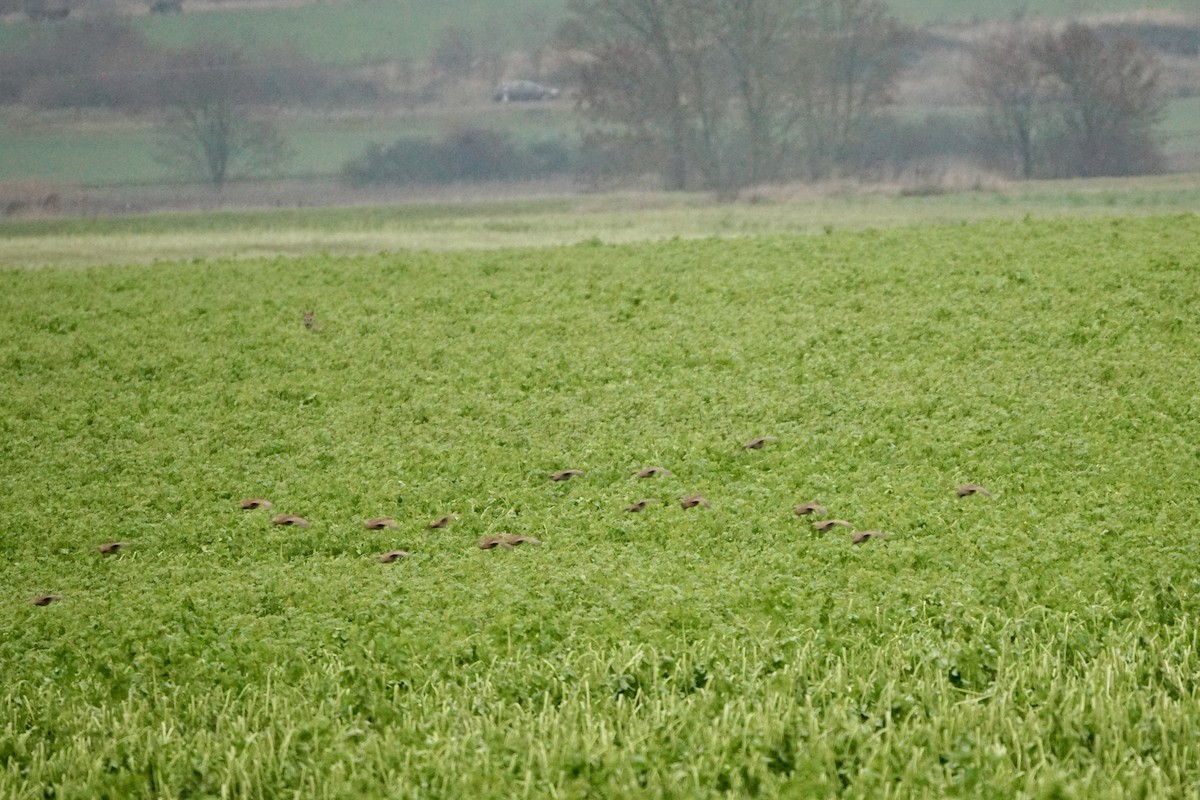 Gray Partridge - ML645830778