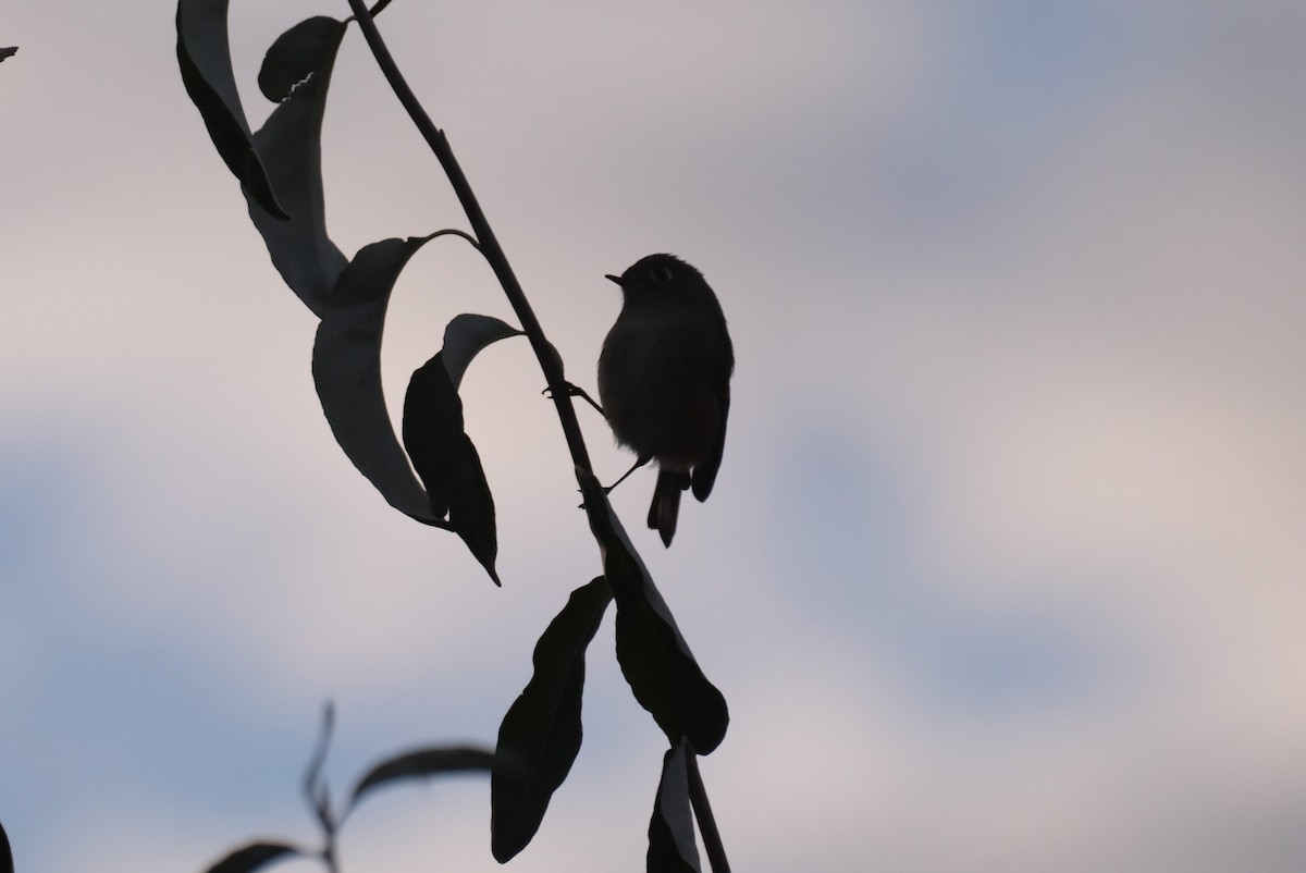 rubinfuglekonge - ML645830779