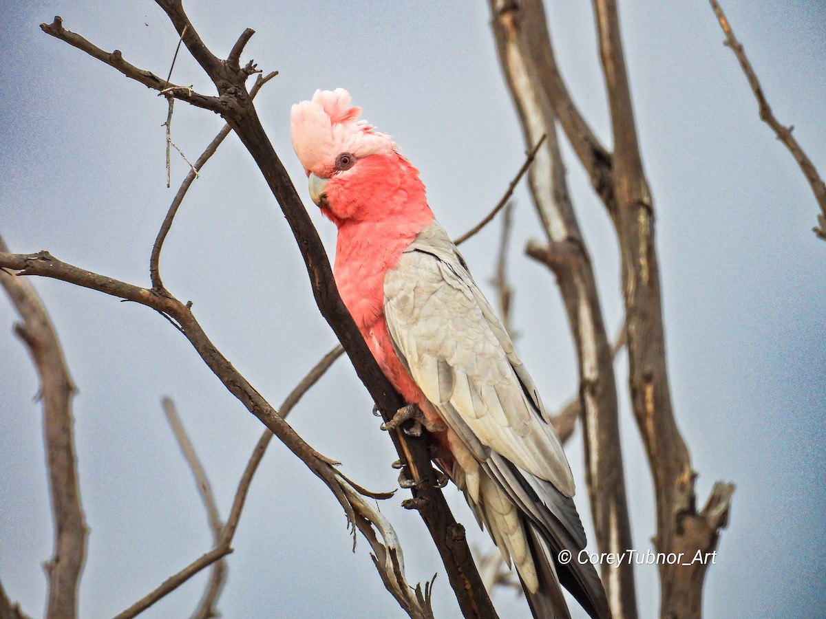 Galah - ML645830781