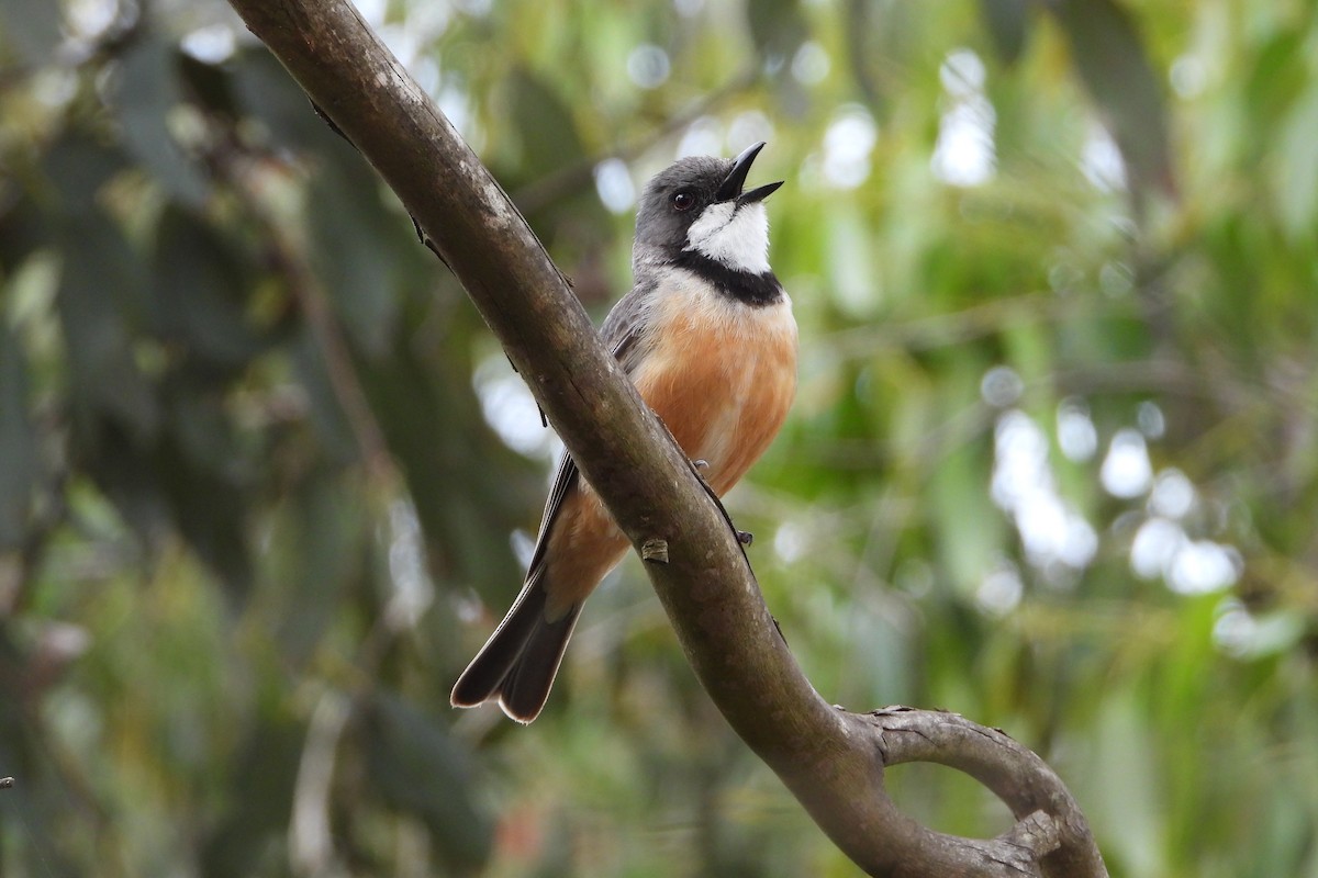 Rufous Whistler - ML645830784