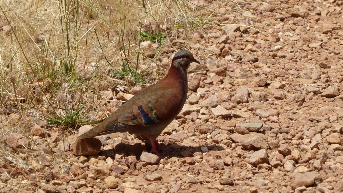 Brush Bronzewing - ML645830787