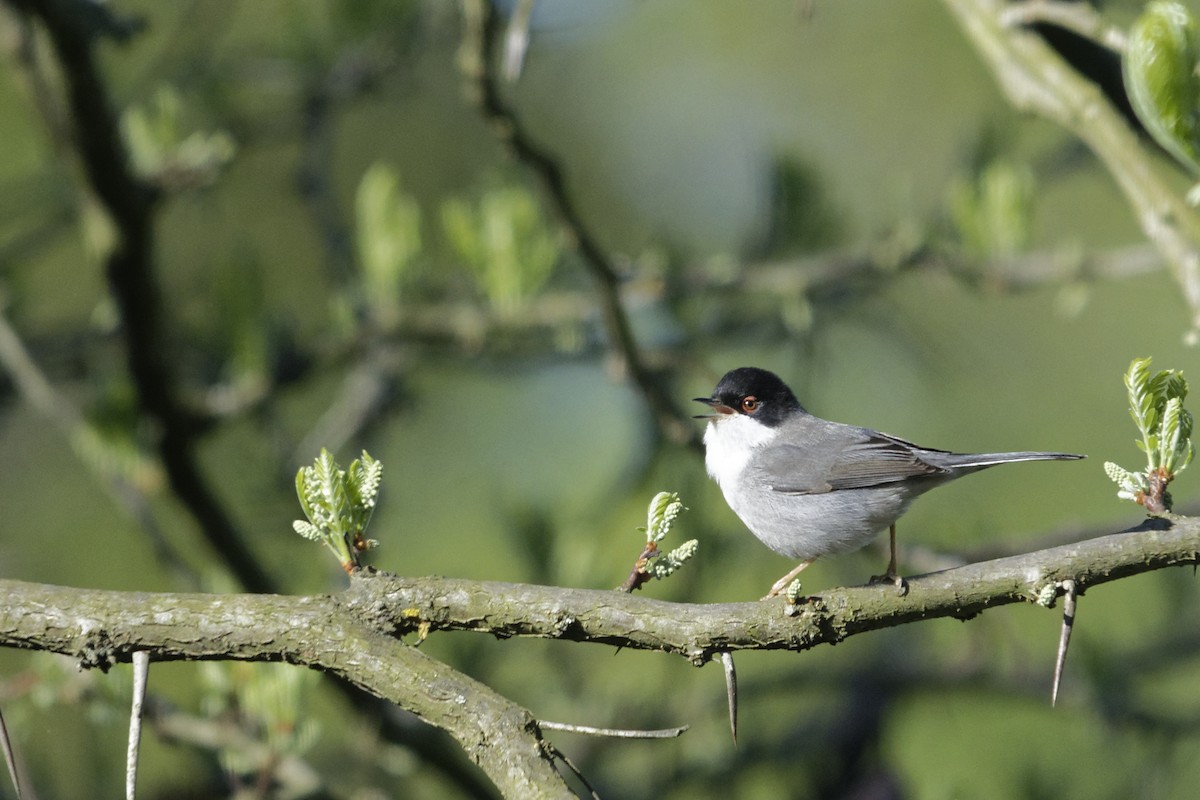 Txinbo burubeltza - ML645830788